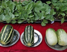 娱乐吃瓜壁纸图片大全,吃瓜壁纸大盘点