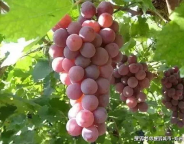 娱乐吃瓜酱葡萄娱乐,吃瓜群众视角下的明星八卦与幕后故事