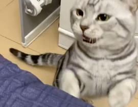 猫叫声mp3,MP3中的猫叫声解析与情感传达